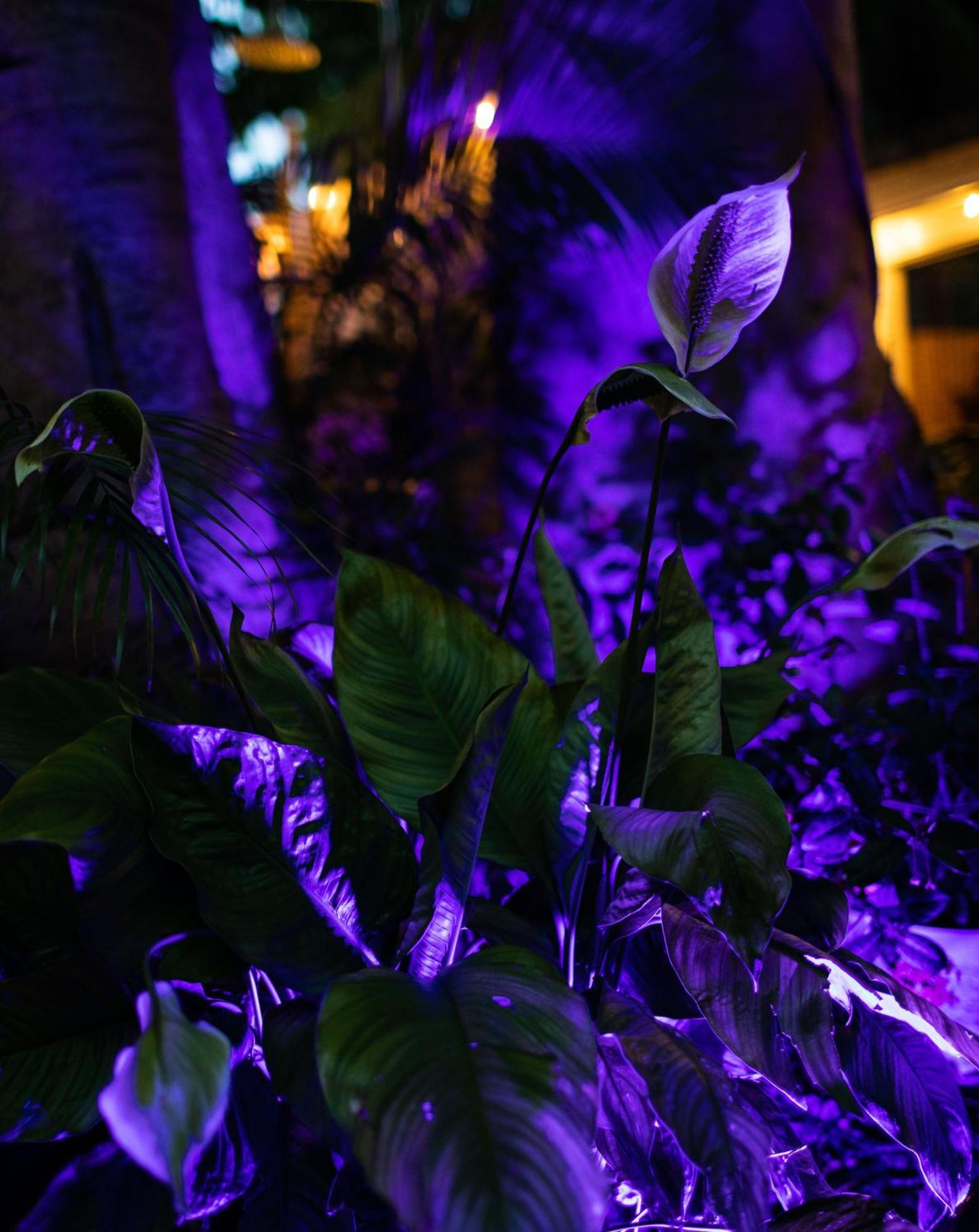 Andrews Inn & Garden Cottages Key West Exteriér fotografie